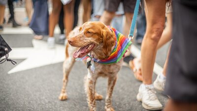 A dog wearing a rainbow bandana at a festival