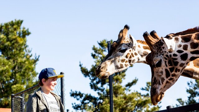 A boy looking at two giraffes.