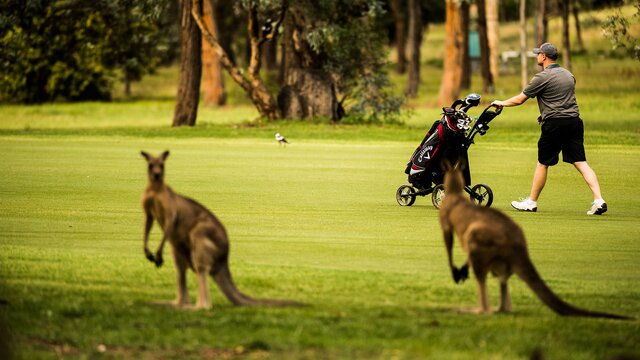 A golfer with two kangaroos