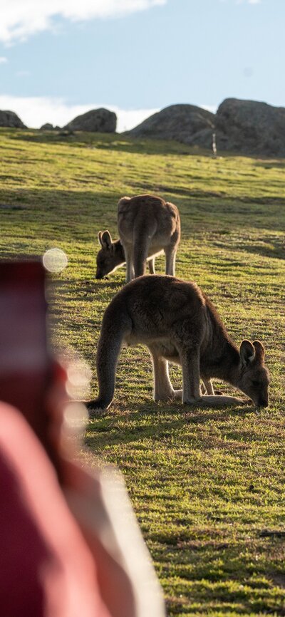 A person taking a picture of two kangaroos grazing.