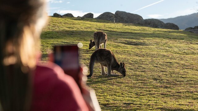 A person taking a picture of two kangaroos grazing.