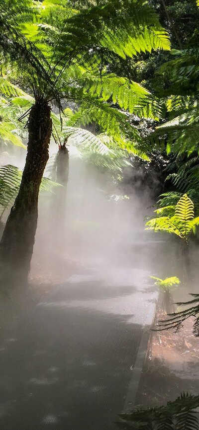 Mist in a rainforest at the National Botanic Gardens