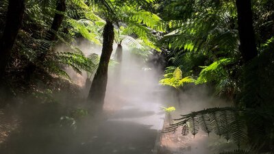 Mist in a rainforest at the National Botanic Gardens