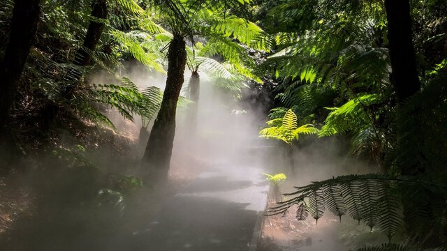 Mist in a rainforest at the National Botanic Gardens
