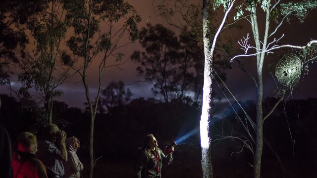 Mulligans Flat Woodlands Sanctuary at twilight with tour guide and tour group
