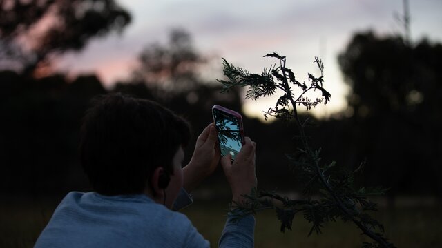 Kid taking a photo on a phone at Mulligans Flat