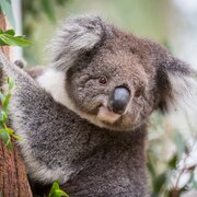 Koala at Tidbinbilla Nature Sanctuary