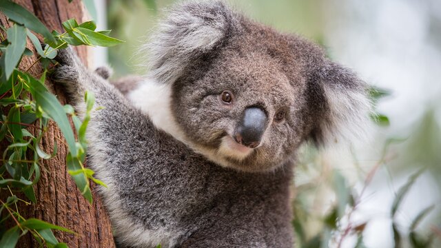 Koala at Tidbinbilla Nature Sanctuary