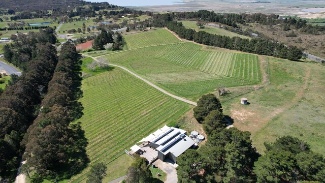 Aerial shot of a vineyard