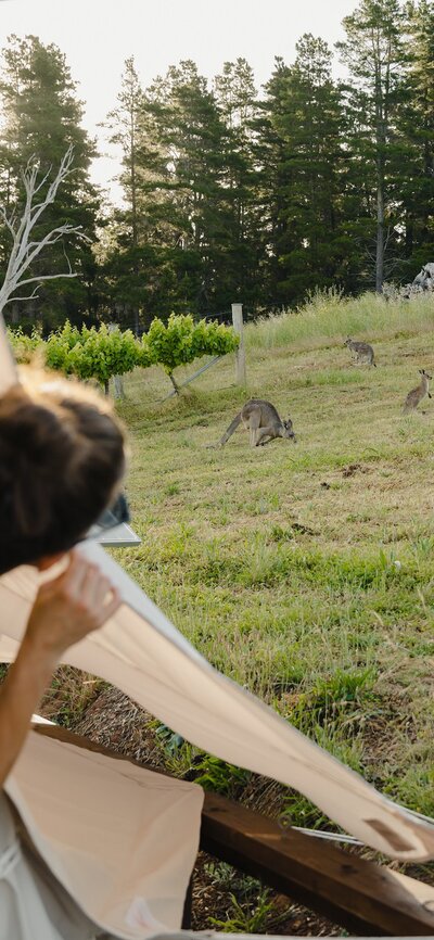 A woman peering out of a glamping tent at kangaroos.