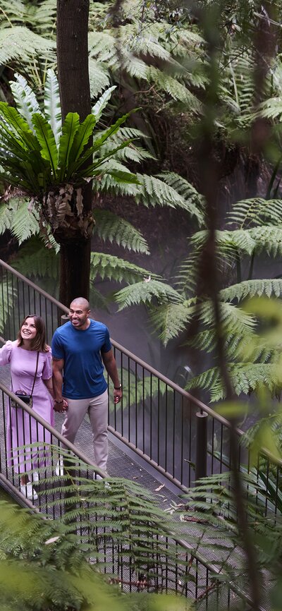 Image of the fern rainforest boardwalk at the Australian National Botanic Gardens, a couple smiling and holding hands, while walking and looking up. | © Pew Pew Studio