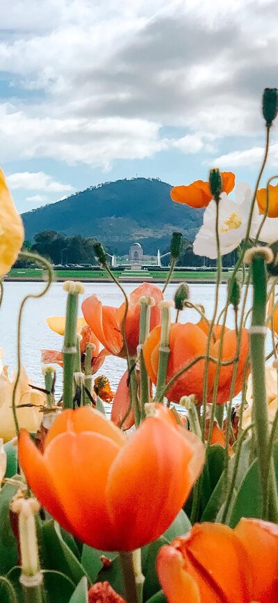 A bunch of tulip flowers planted by the lakeside.