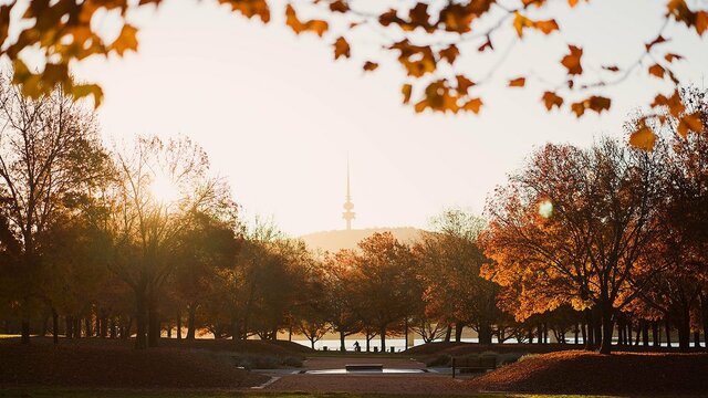 Landscape shot of Canberra's autumn leaves